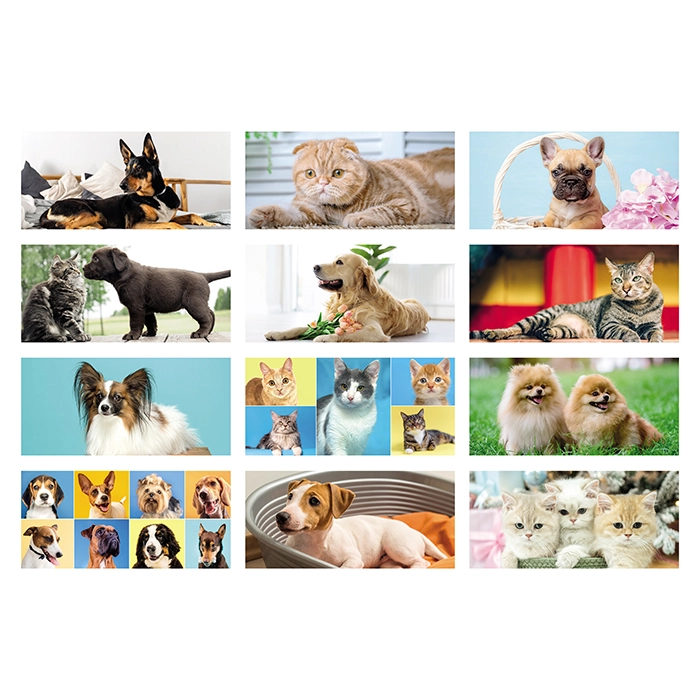 Immagine CANI E GATTI