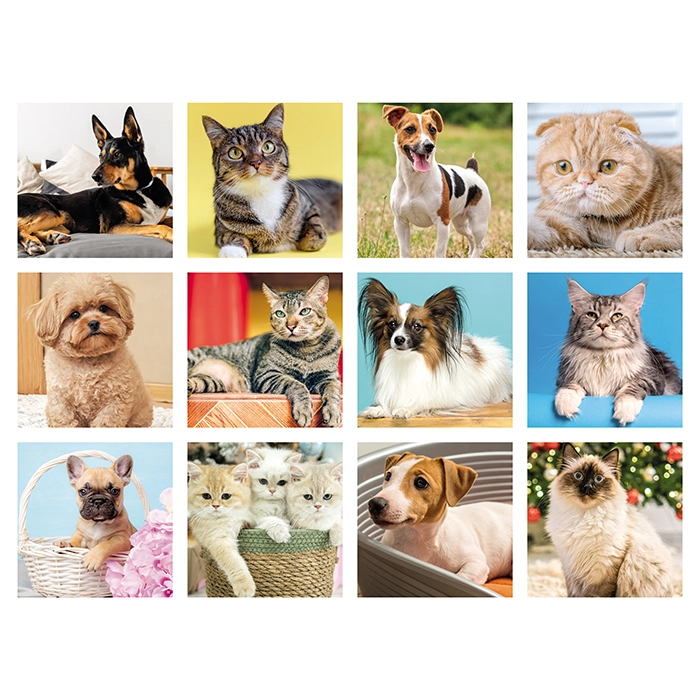 Immagine CANI E GATTI