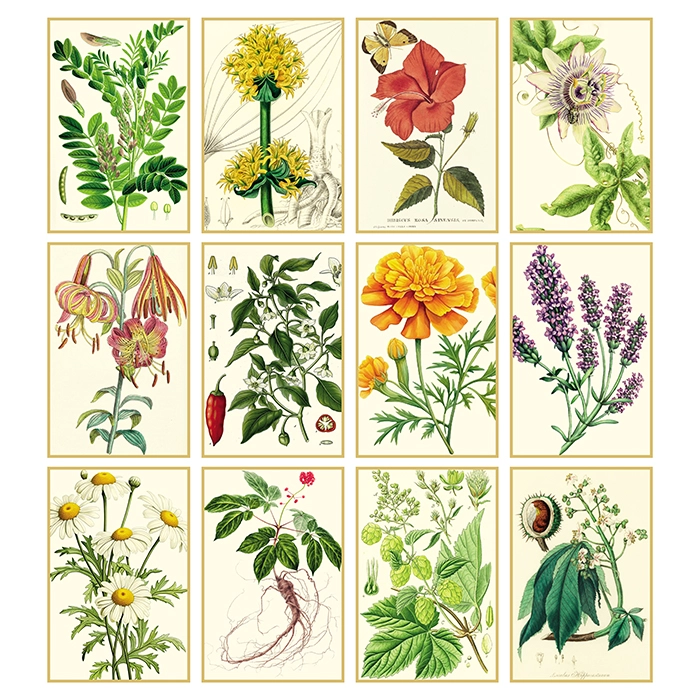 Immagine Calendario erboristeria 31 x 52,5 cm formato olandese personalizzato