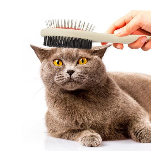 Immagine SPAZZOLA MASCOTTE 