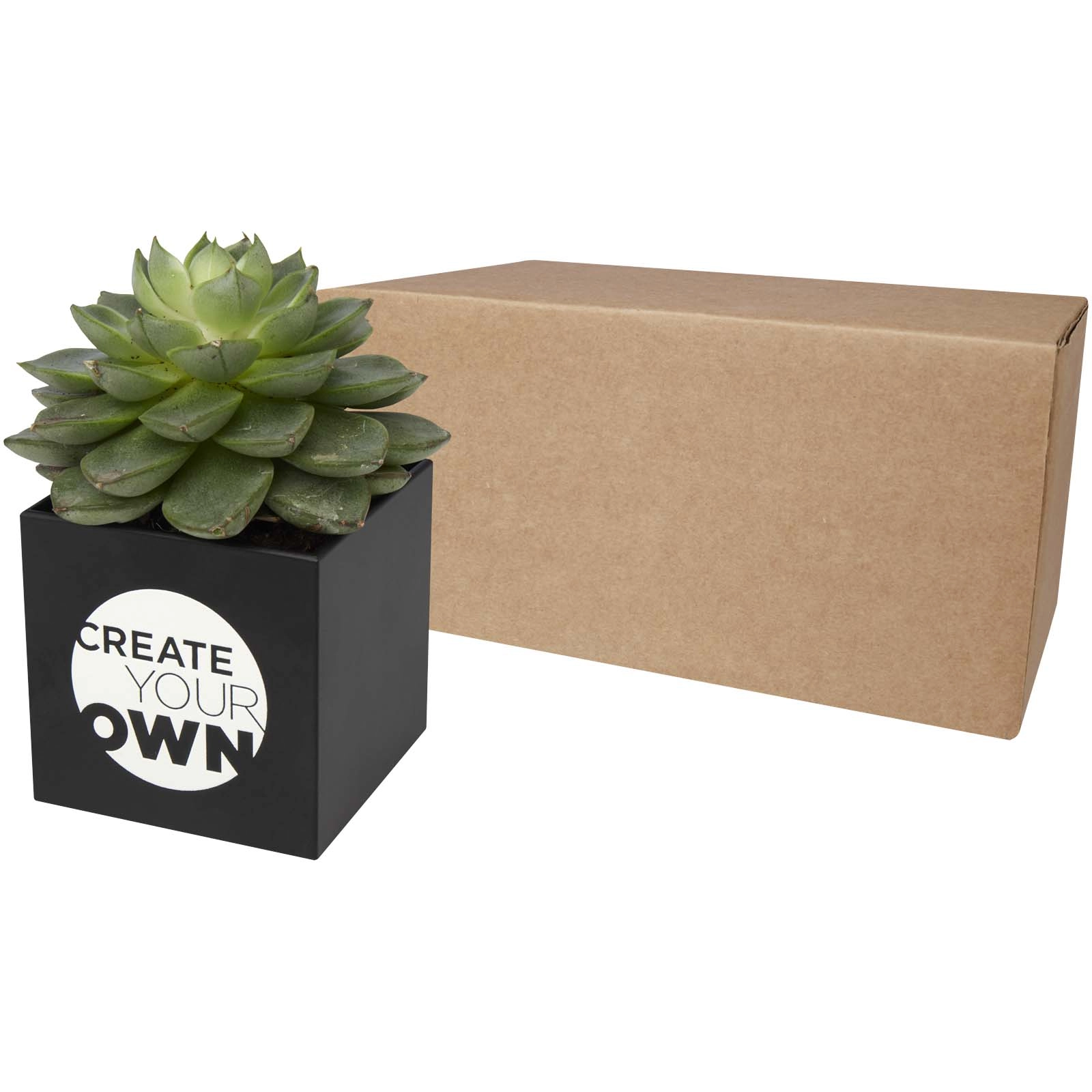 Immagine Vaso in alluminio con pianta grassa, succulenta Hey Pots