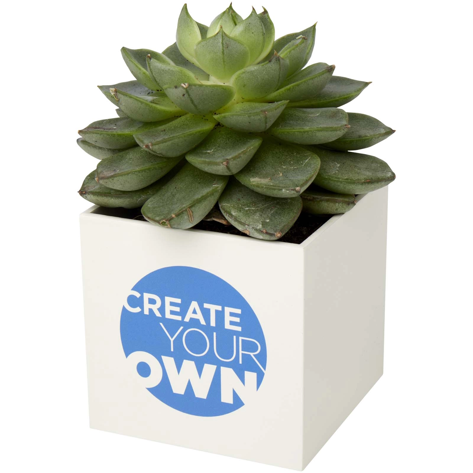 Immagine Vaso in alluminio con pianta grassa, succulenta Hey Pots