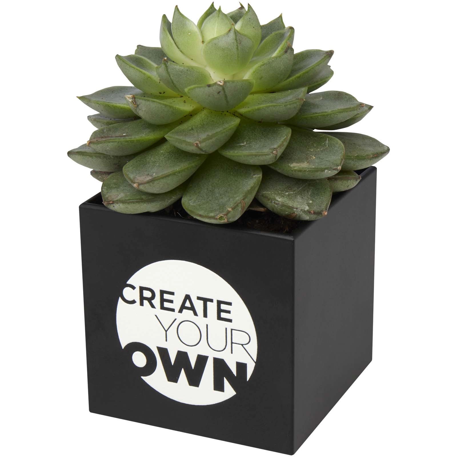 Immagine Vaso in alluminio con pianta grassa, succulenta Hey Pots