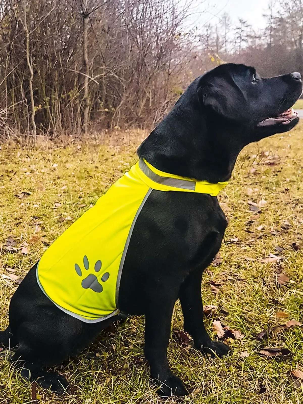 Immagine Korntex Safety Vest for Dogs
