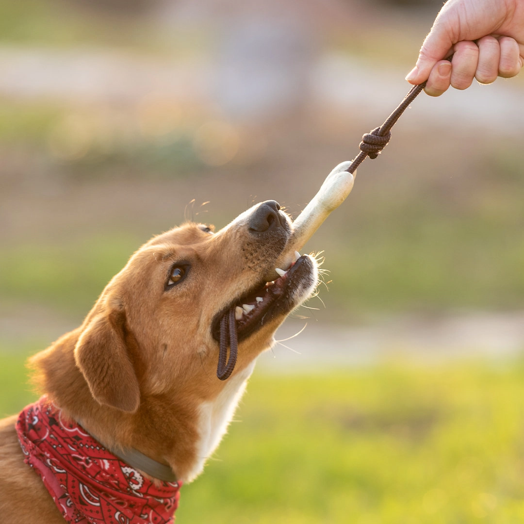 Immagine Teether per Animali Salmer