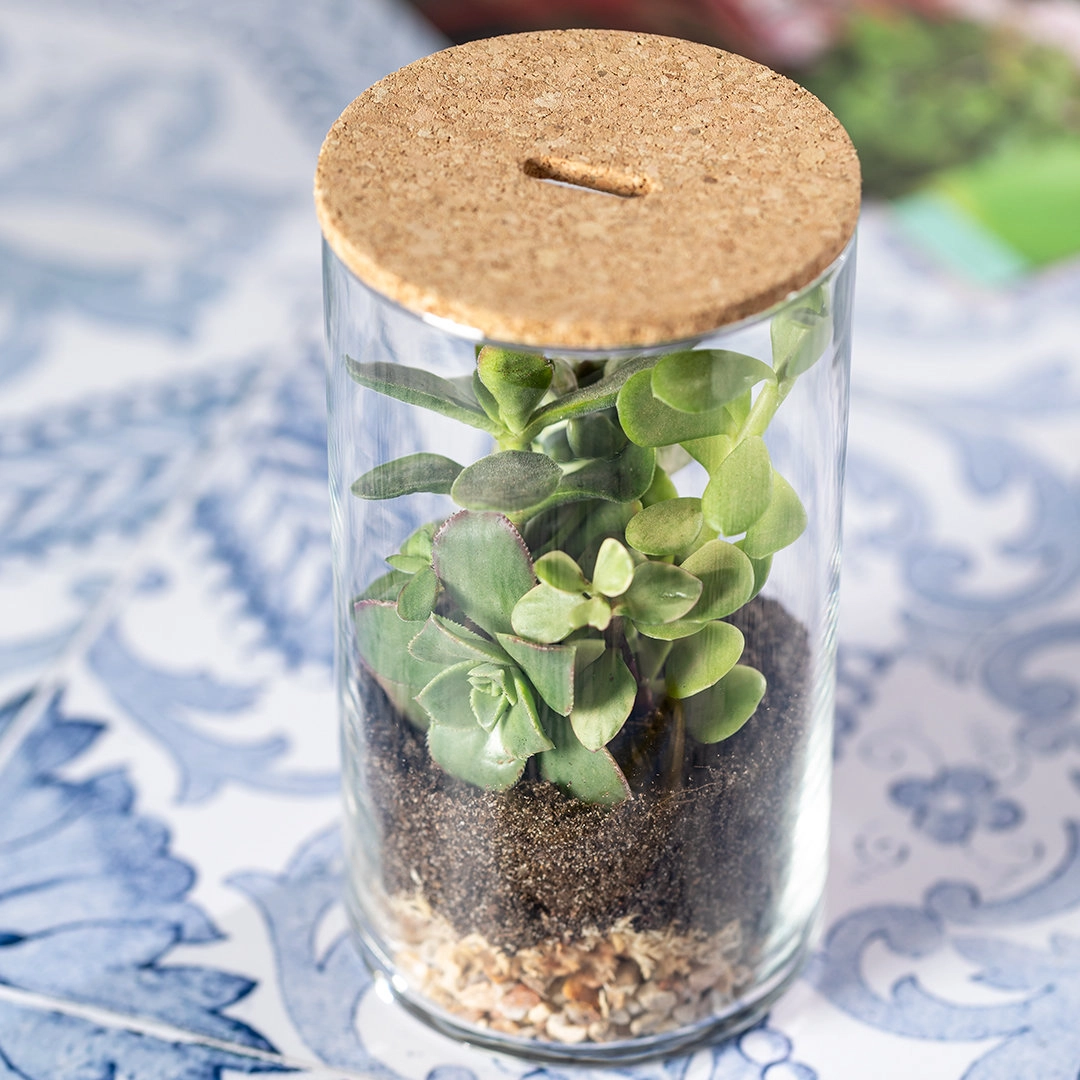 Immagine Terrarium Anymak