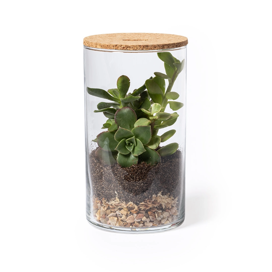 Immagine Terrarium Anymak