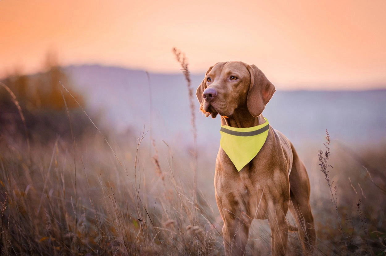 Immagine Lurex collare per il cane alta visibilità