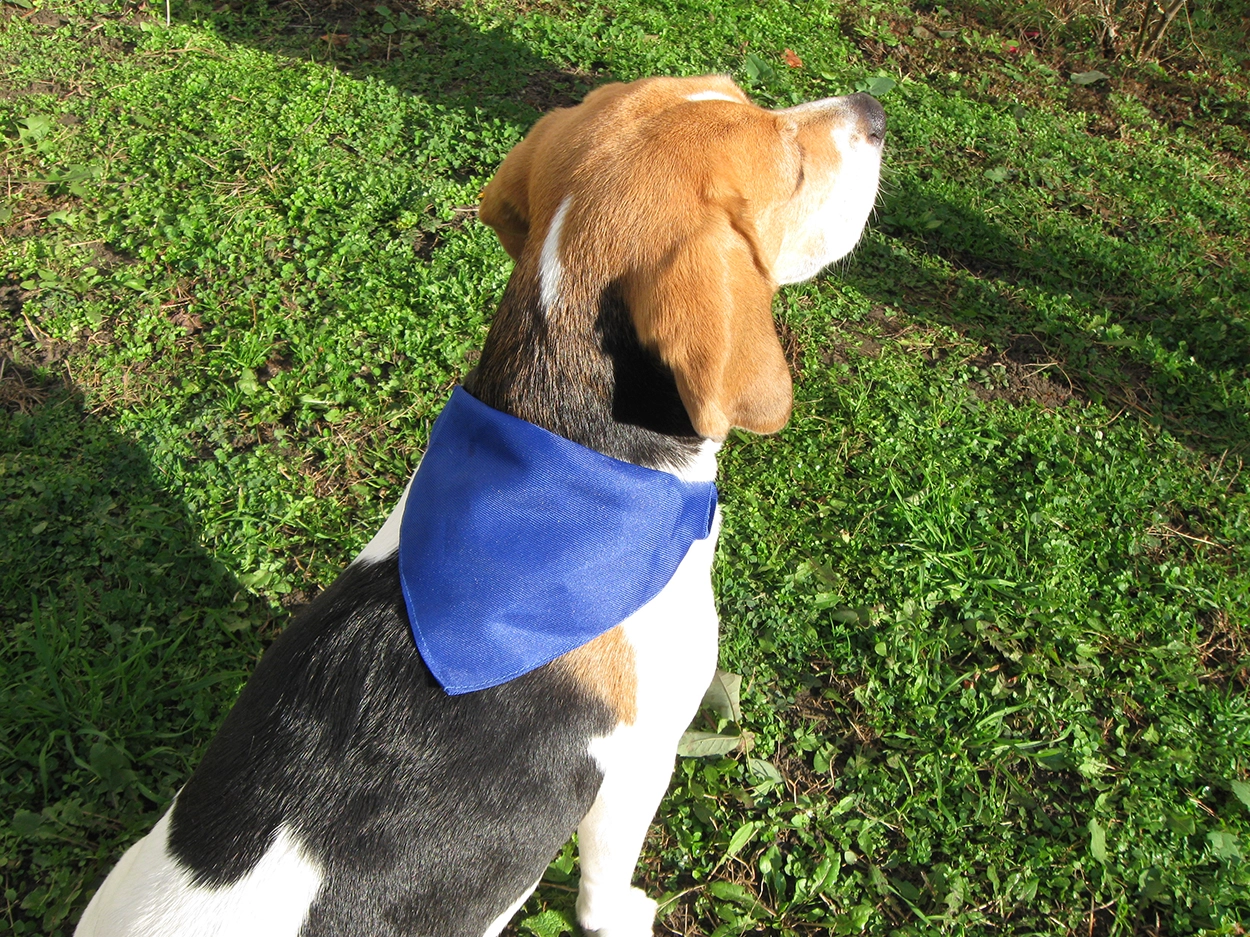 Immagine Rex collare per cane