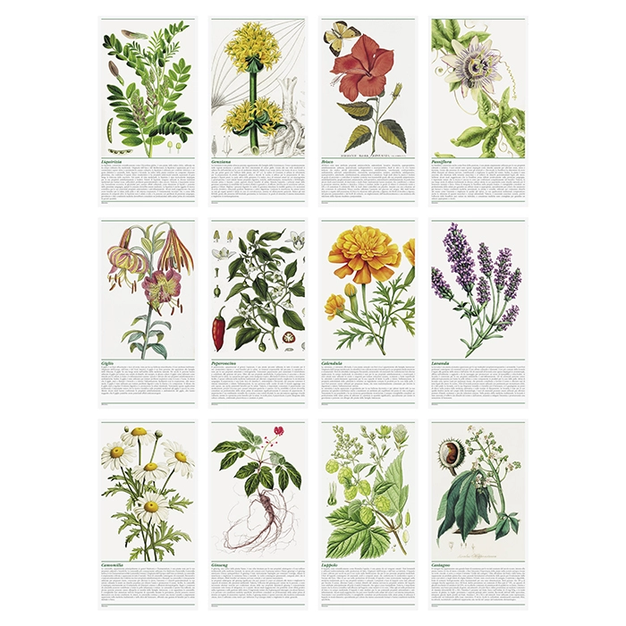 Immagine CALENDARIO ERBORISTERIA