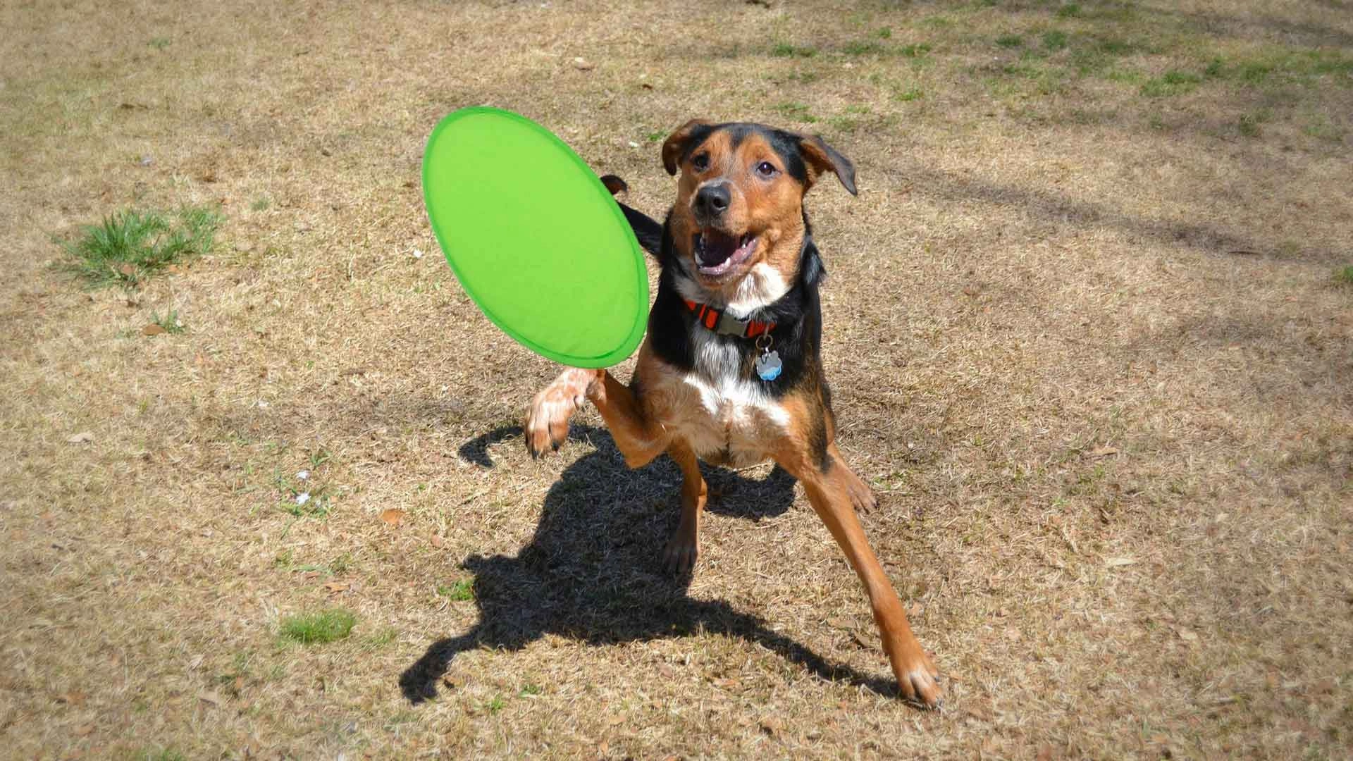 Immagine Frisbee Watson