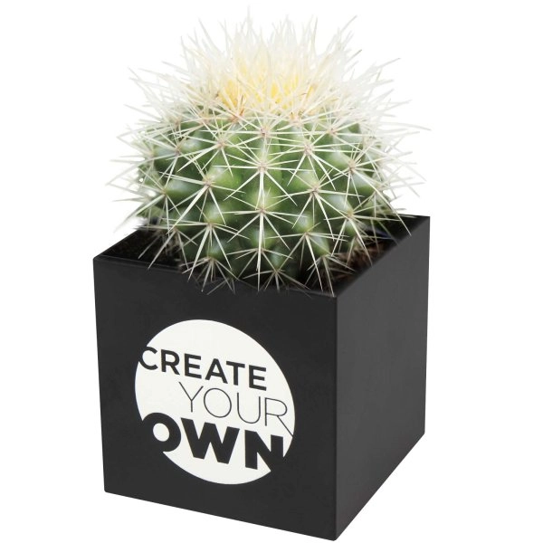 Immagine Vaso in alluminio con pianta, cactus Hey Pots