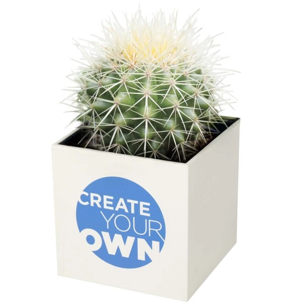 Immagine Vaso in alluminio con pianta, cactus Hey Pots