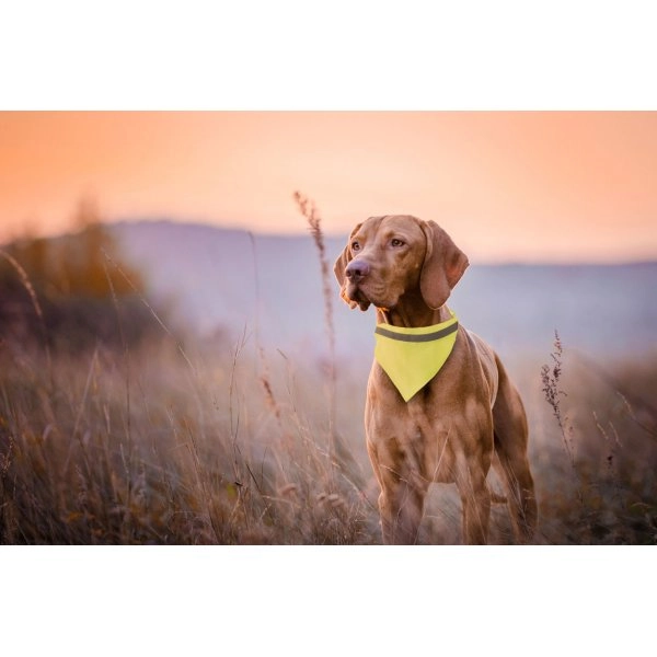 Immagine Lurex collare per il cane alta visibilità