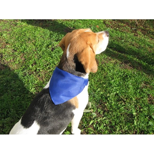 Immagine Rex collare per cane